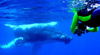 Turks & Caicox Liveaboard